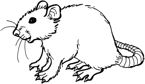 Smiling Rat Coloring Page